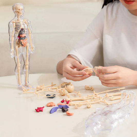 Clear Human Body Structure Model- 50% OFF