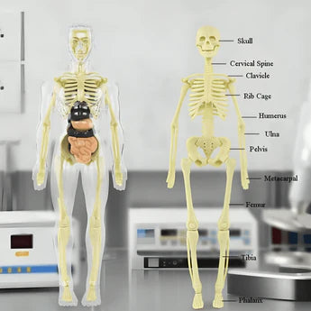 Clear Human Body Structure Model- 50% OFF