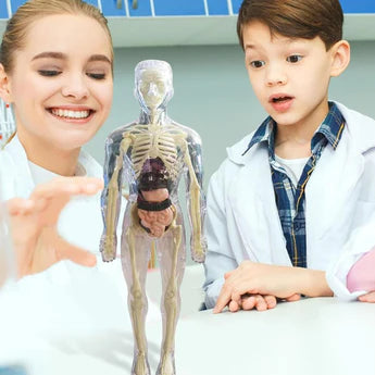 Clear Human Body Structure Model- 50% OFF